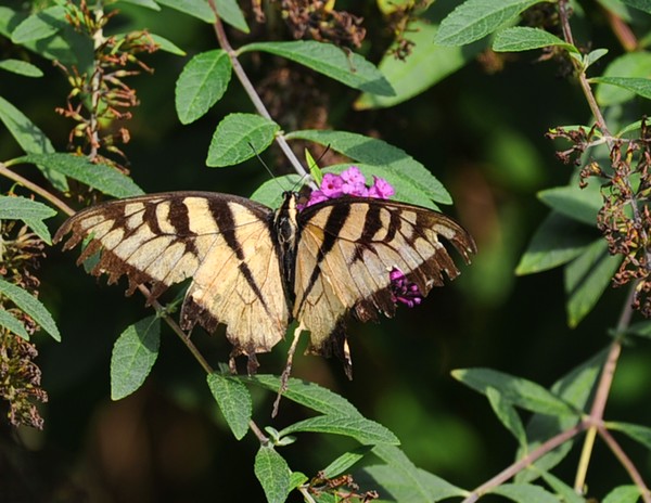 Tiger Swallowtail