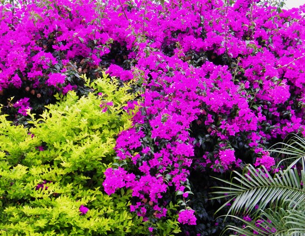 Bougainvillea