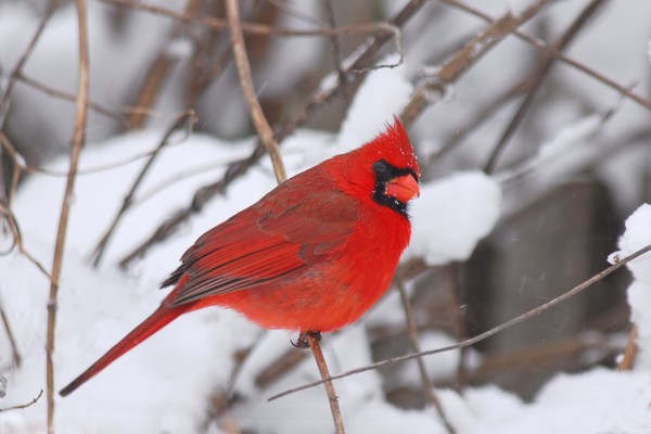 Winter cardinal
