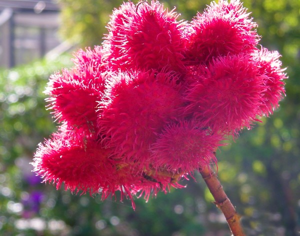 Red Flowers for Spring