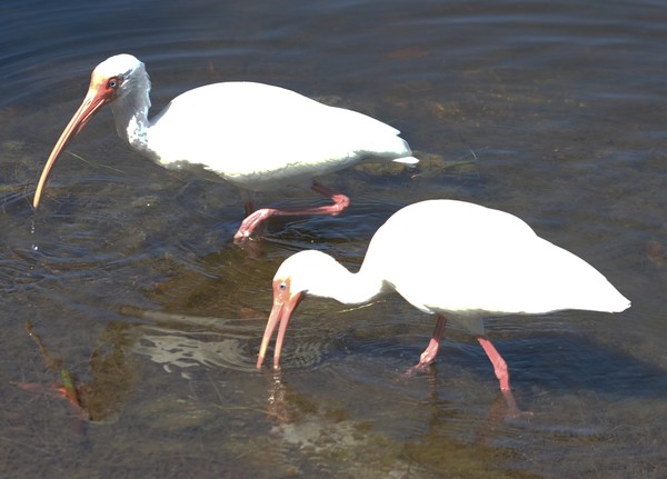 Ibis