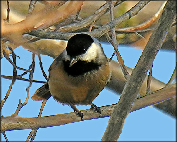 My Little Chickadee