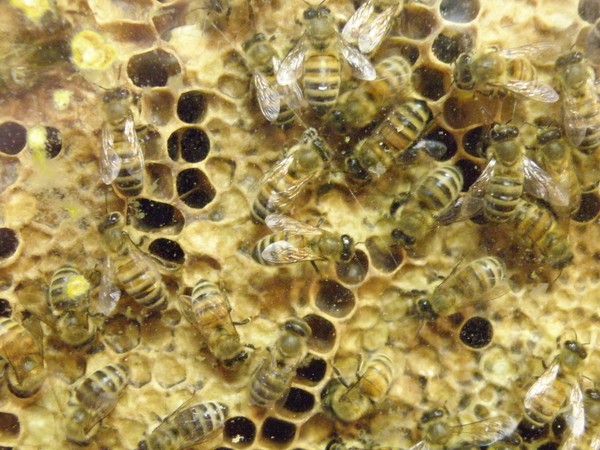 Hive