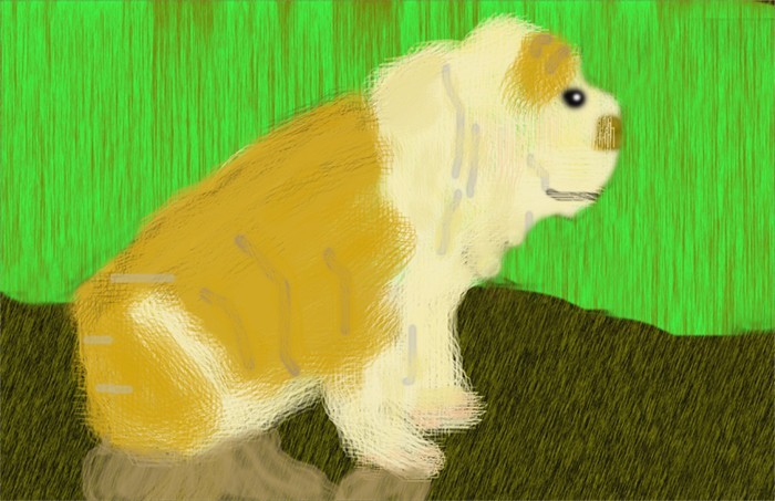 Bulldog Pup O660