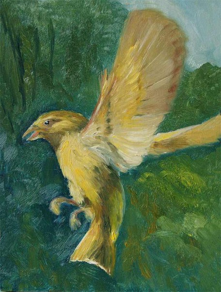 Siskin