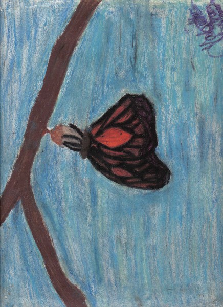 butterfly bloom
