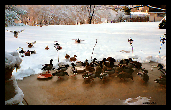 Mama's Ducks