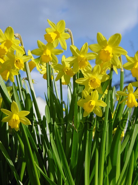 Daffodils