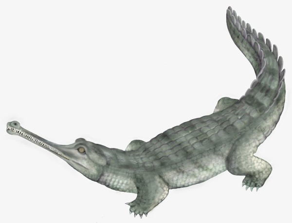 Indian Gharial - Crocodile