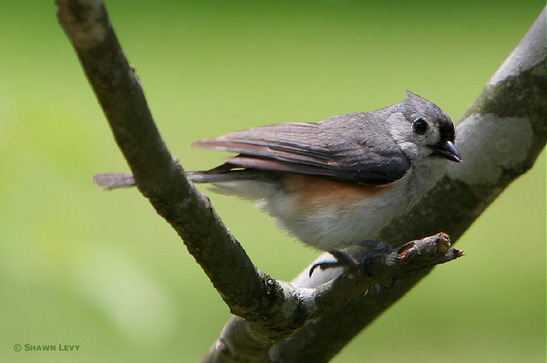 Tufted Titmouse 