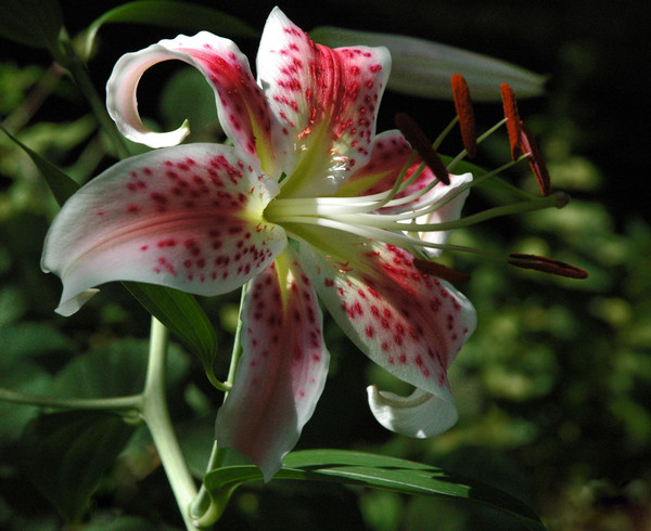 Flower #2