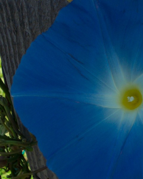 Blue Morning