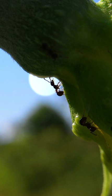 An Ant at Night