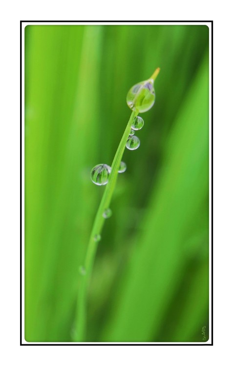 Waterdrops in Rice Fields