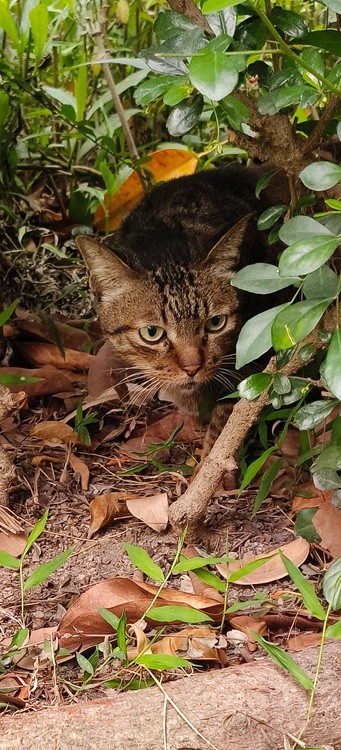 at alert