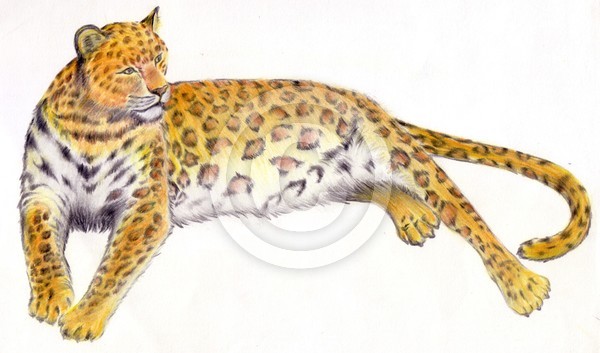 Jaguar  kecil