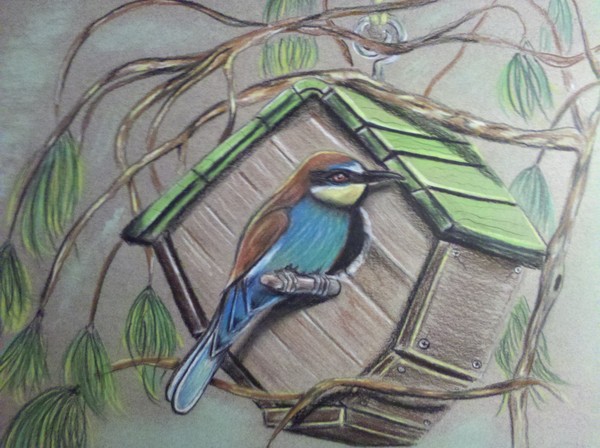 See the process video in reels Bird drawing in normal drawing book with  Doms colour pencil We provide online drawing classes for kids ... |  Instagram