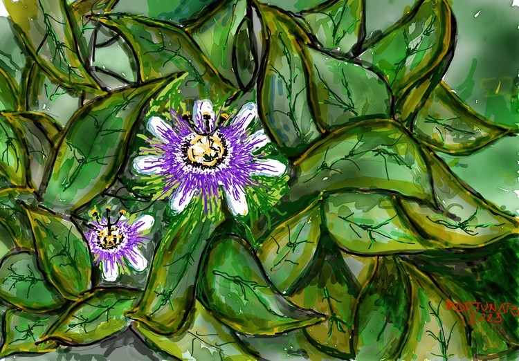 Paixão ( digital )