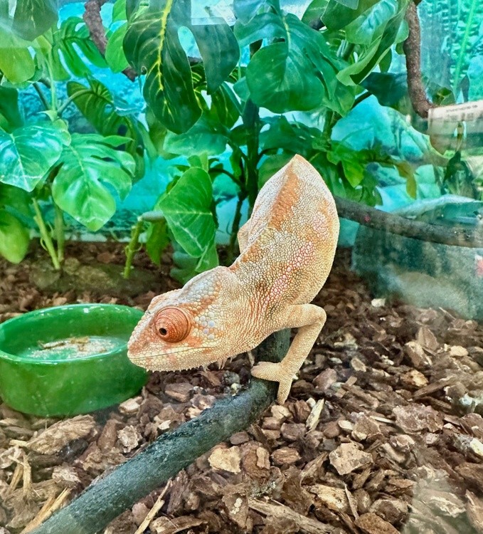 Orange Lizard