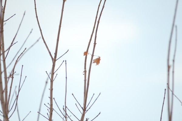 One Leaf Left