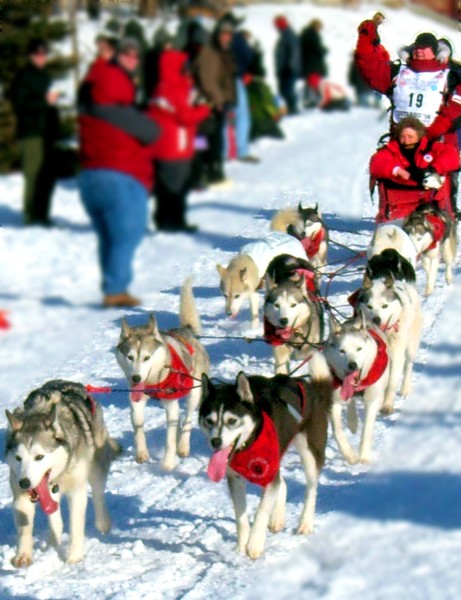 Huskies on The Go