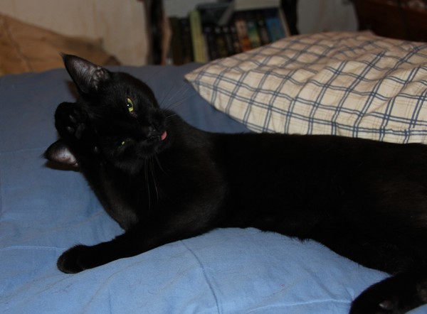 Waves, and sticks out his tongue at everyone