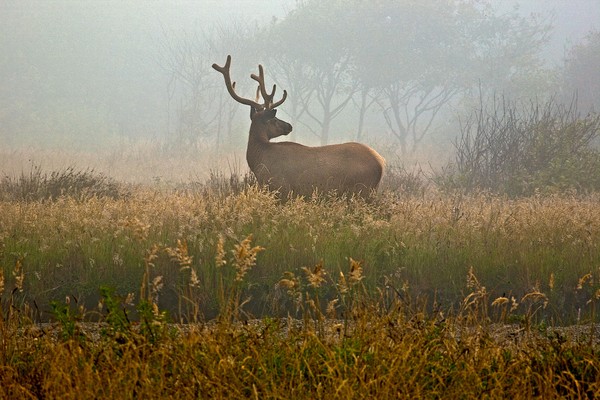 Bull Elk Looking Into Fog