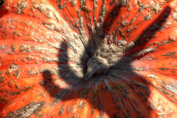 Pumpkin