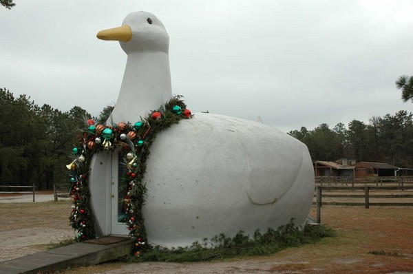 Historic Long Island Duck