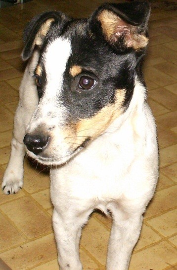 Pepper
