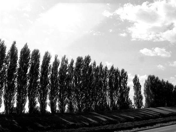 soldiers in a row