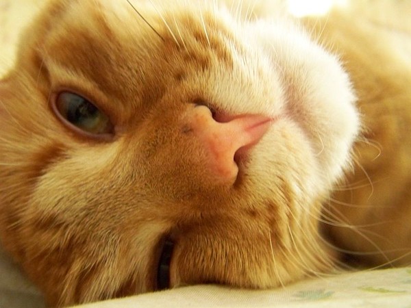 Lazy putty tat