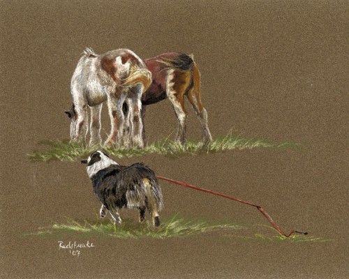 Herding