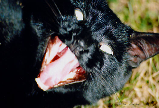 Cat Possessed