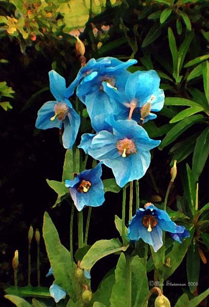 Blue Poppies