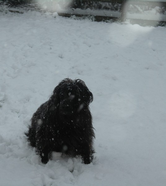 poppy snow orbs
