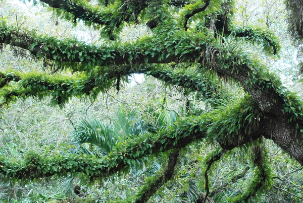 Mossy Bough