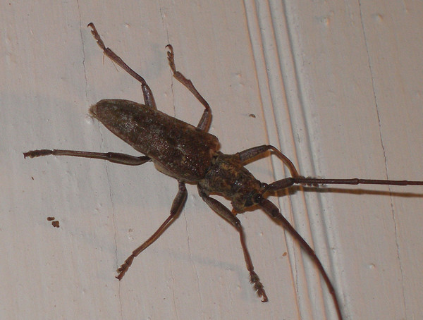 Bug