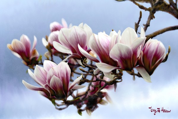 Spring Tulip Blossoms