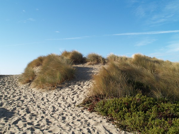 Dune Grass at Limentour Beach