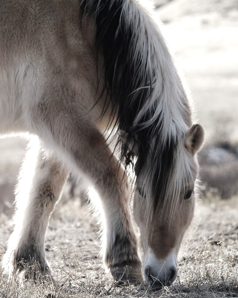Grazing in the Afternoon Sun
