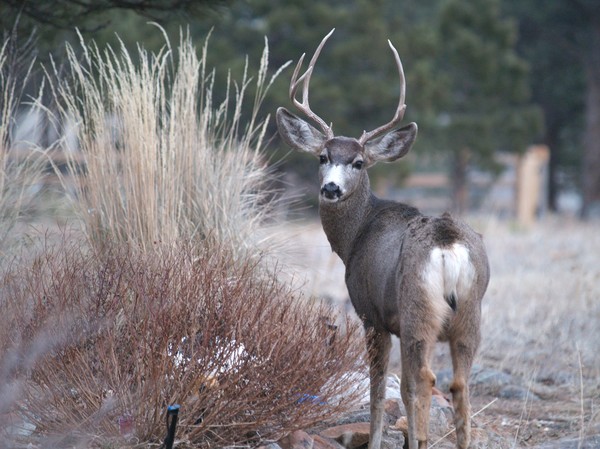 Backyard Visitor