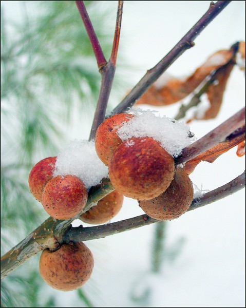 Snow Covered