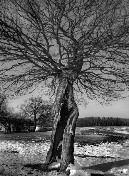 SPLIT TREE (WITH SNOW)