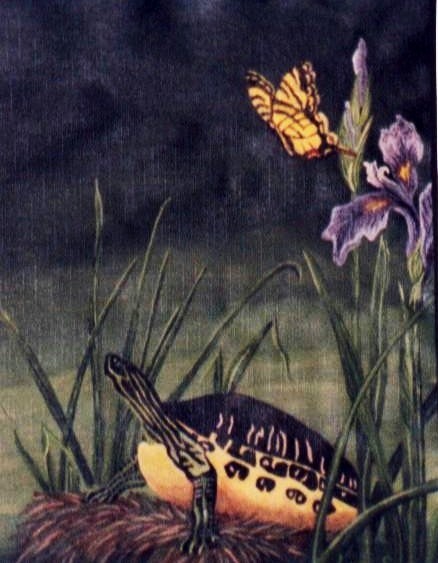 Resting Turtle