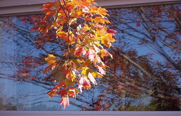 Autumn Reflection