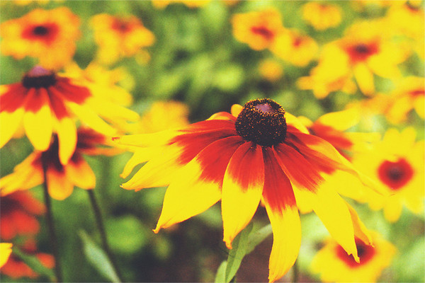 Summer Flowers