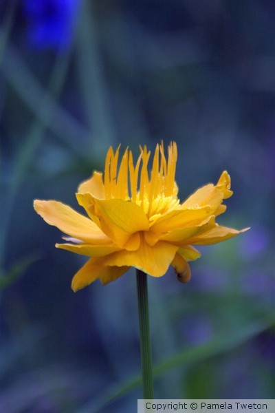 Yellow and Blue