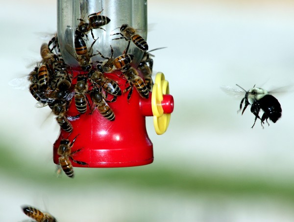 Bee's any one