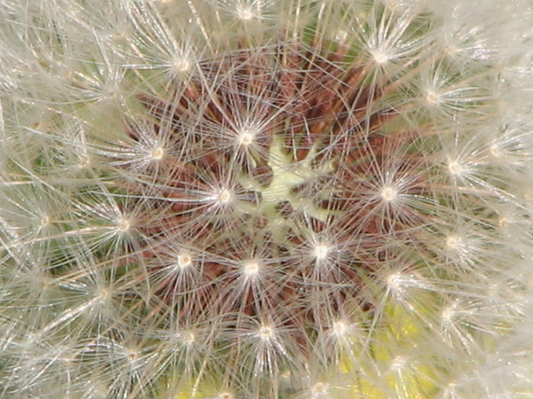 Dandelion Starburst